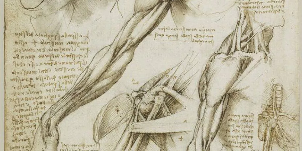 image of the muscular system from an historic anatomy textbook