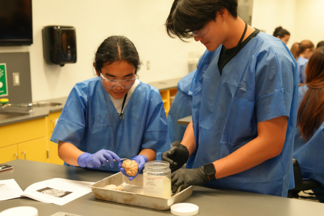 Two Brain Camp attendees dissect a pig brain to learn about brain structures and regions.